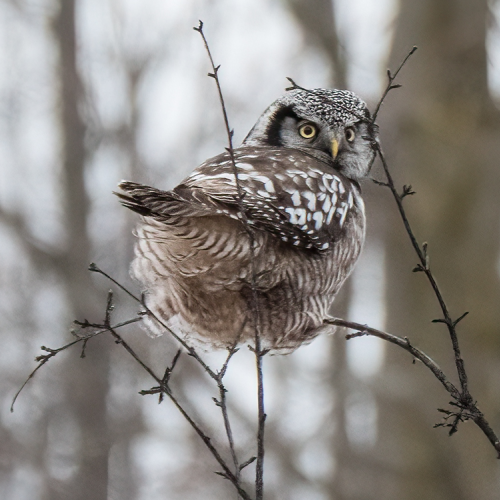 Northern Hawk Owl