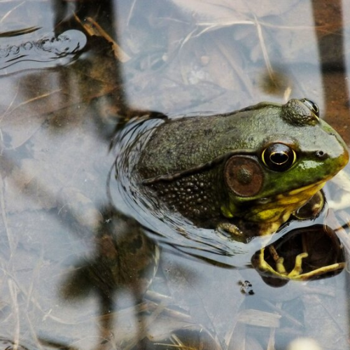 Frog