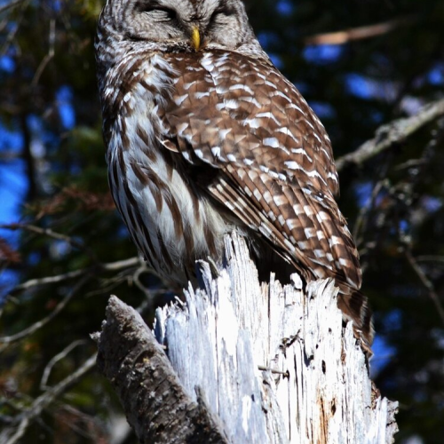Owl