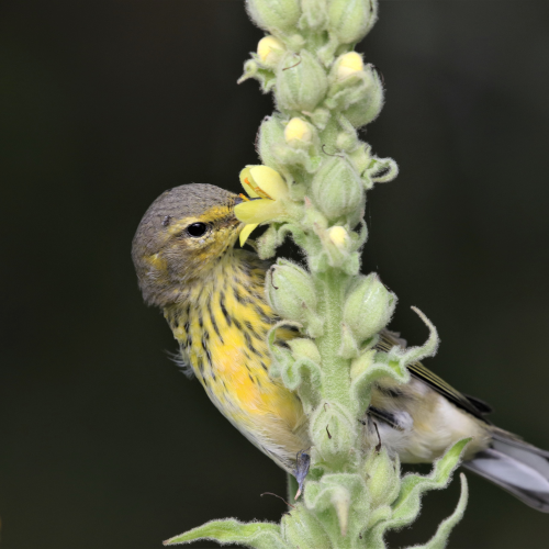 Fall visitor