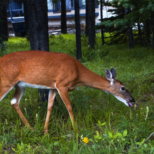 White-tailed deer