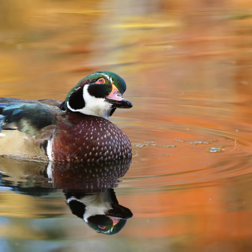 Swimming in the fall reflection