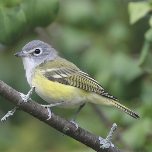The Blue-headed Vireo