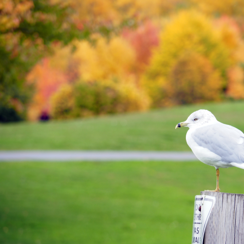 Herring Gull