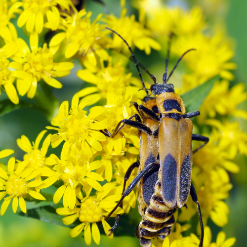 Goldenrod Soldier Beetles