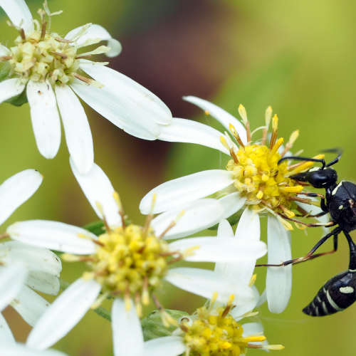 Wasp