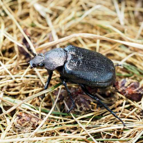 Beetle