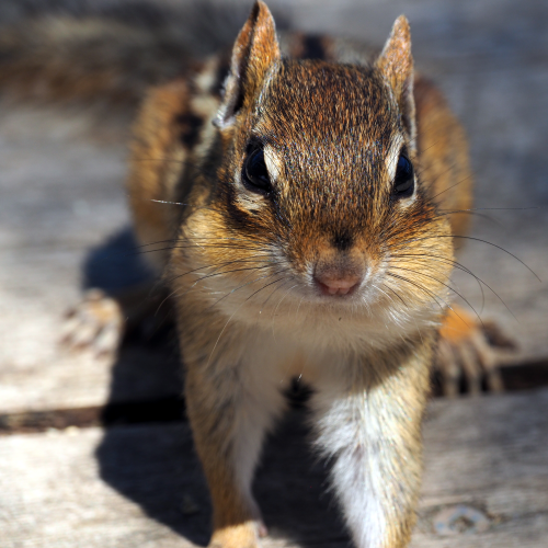 Chippy the Chipmunk