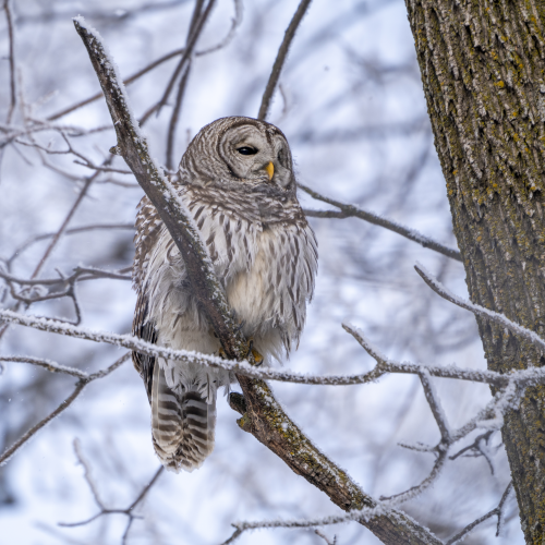 Barred Beauty