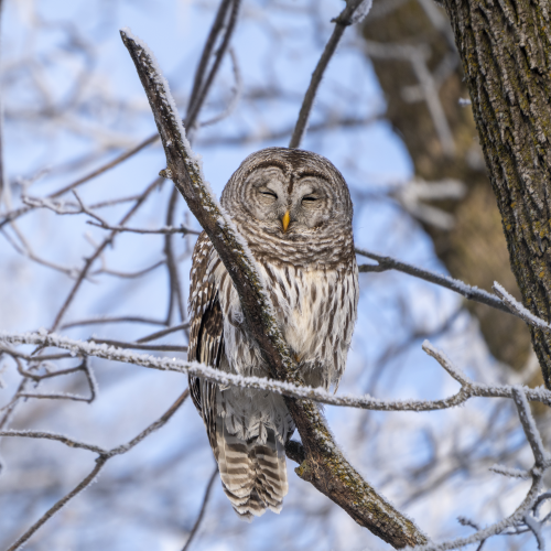 Barred Beauty