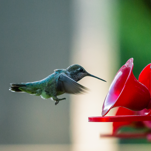 Coming in for a Landing