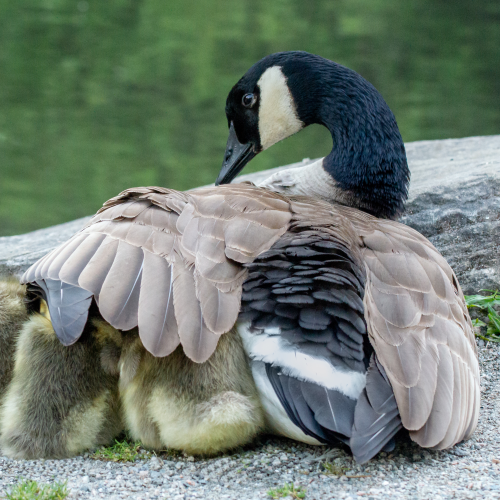 Under Mother's Wing