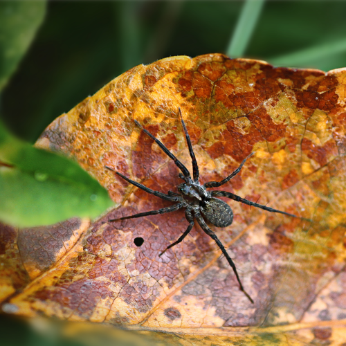Grass Spider in Autumn
