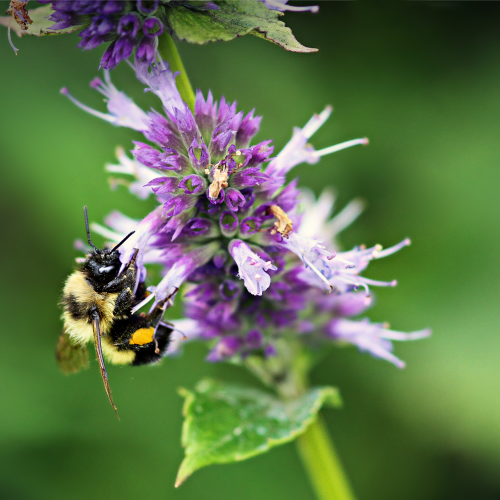 Busy Bee