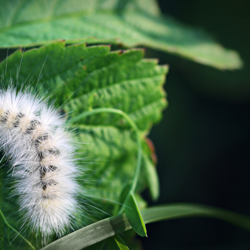 Fuzzy Fall Friend