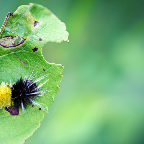 Hungry, Hungry...Caterpillar