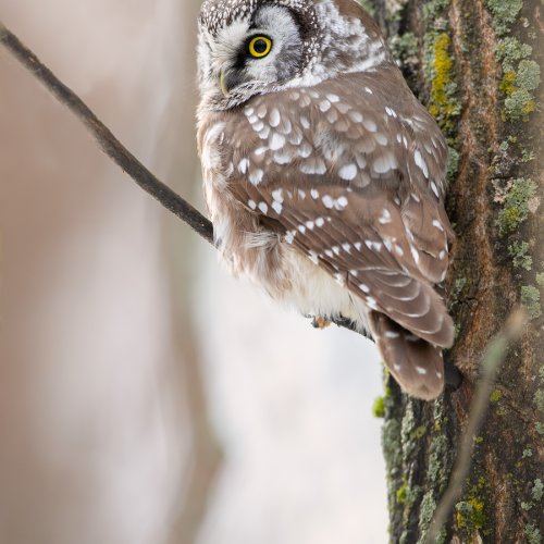 Little owl 