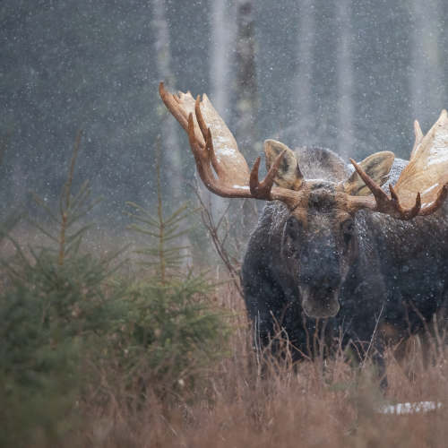 First snow 