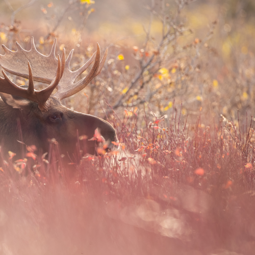 Autumn colors