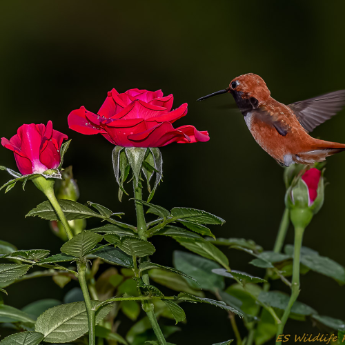 My Rose