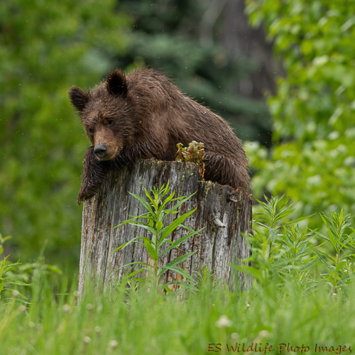 Just Chillin