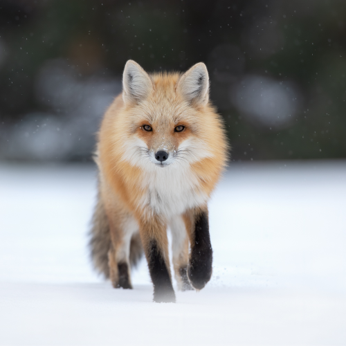 the young curious