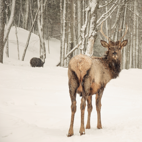 Posing Elk