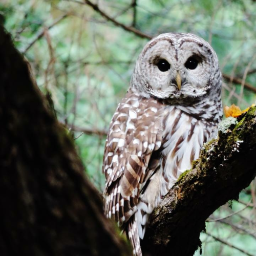 Owl Be Watching You