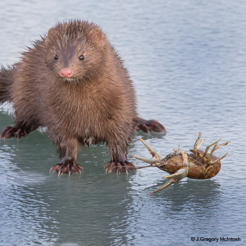 American Mink Poses Pretty with Lunch!