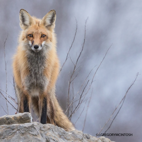 Momma Fox Guards her Den