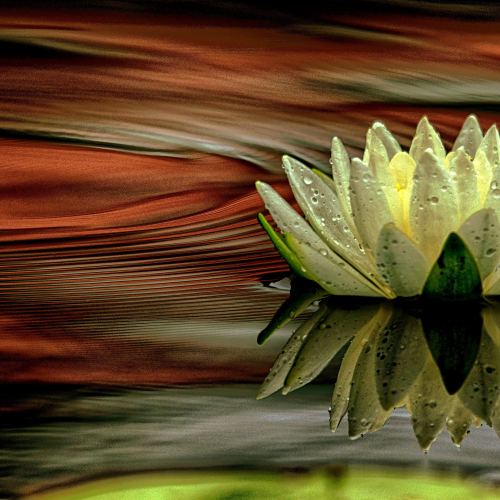 Water Lilly
