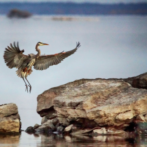 Fly like me