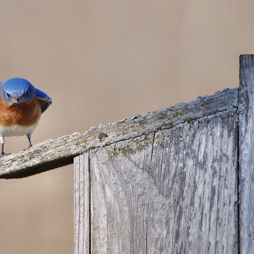 Eastern Bluebird