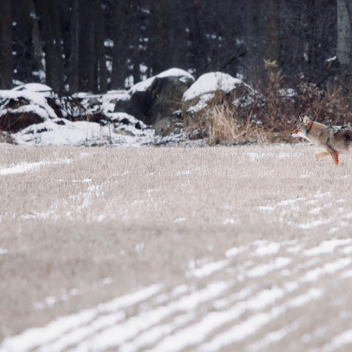 Eastern Coyote