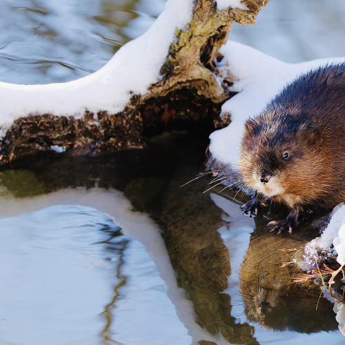 Muskrat 