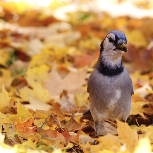 Autumn Blue Jay