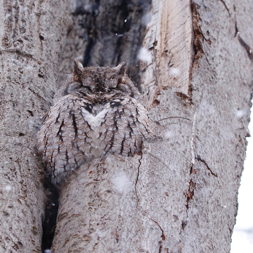 Eastern Screech-owl