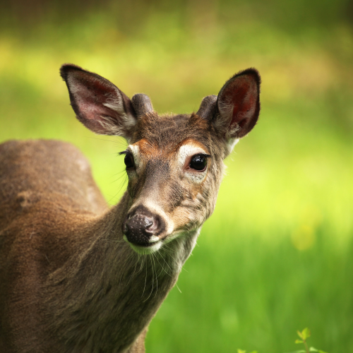 Young Buck