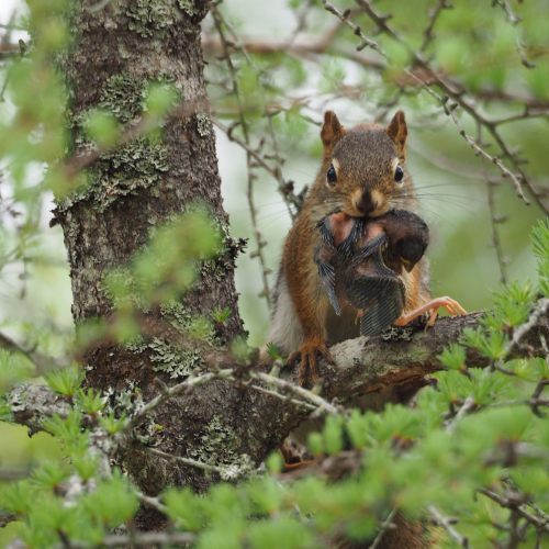 Nest raider