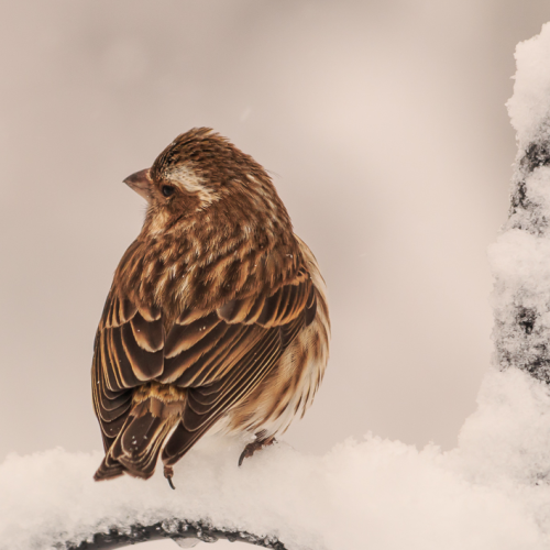 Out of the Snow