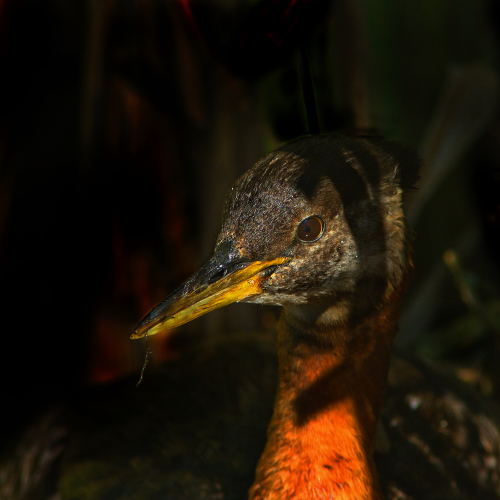 Red-necked Grebe