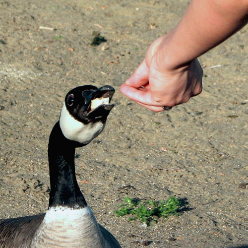 Feeding