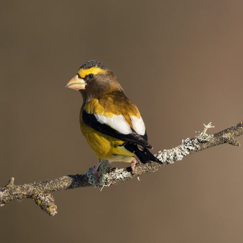 Evening Grosbeak in Late Afternoon Light