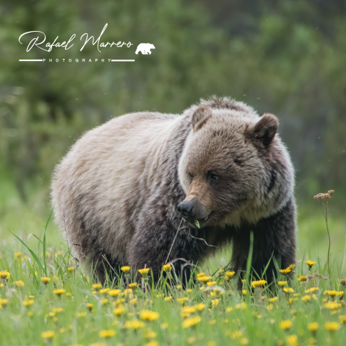Grizzly Bear -Side profile 