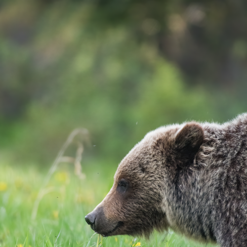 Grizzly Bear -Side profile 