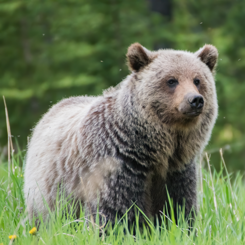 Grizzly Bear -Side profile 