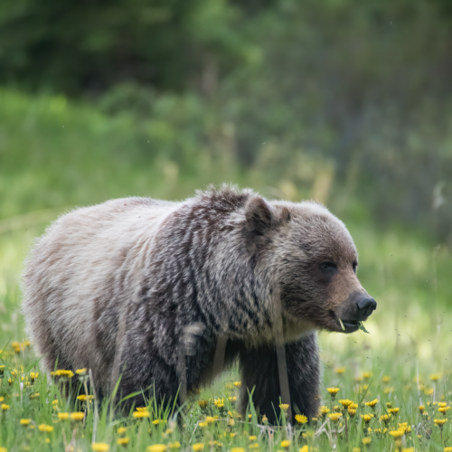 Grizzly Bear -Side profile 