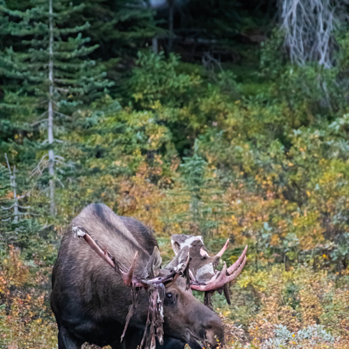 Moose In the Rockies 