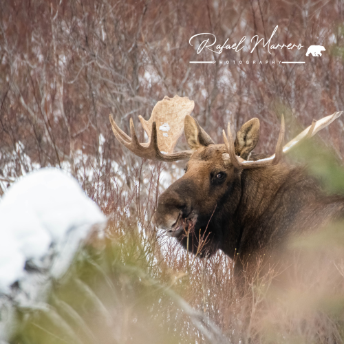 Moose In the Rockies 