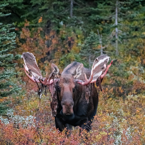 Moose In the Rockies 